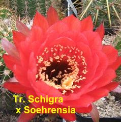 Tr. Schigra x Soehrensia.4.1.jpg 